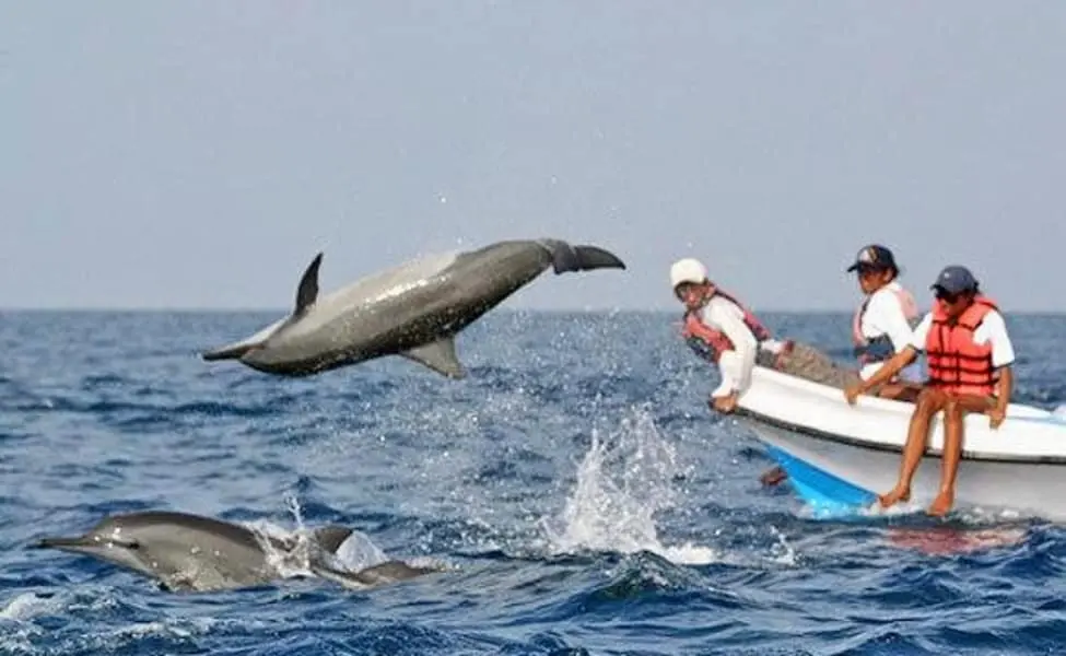 Most Visiting Places in Goa | Dudhsagar | Pali | Beach | Waterfall Dolphin Adventure in Panaji
