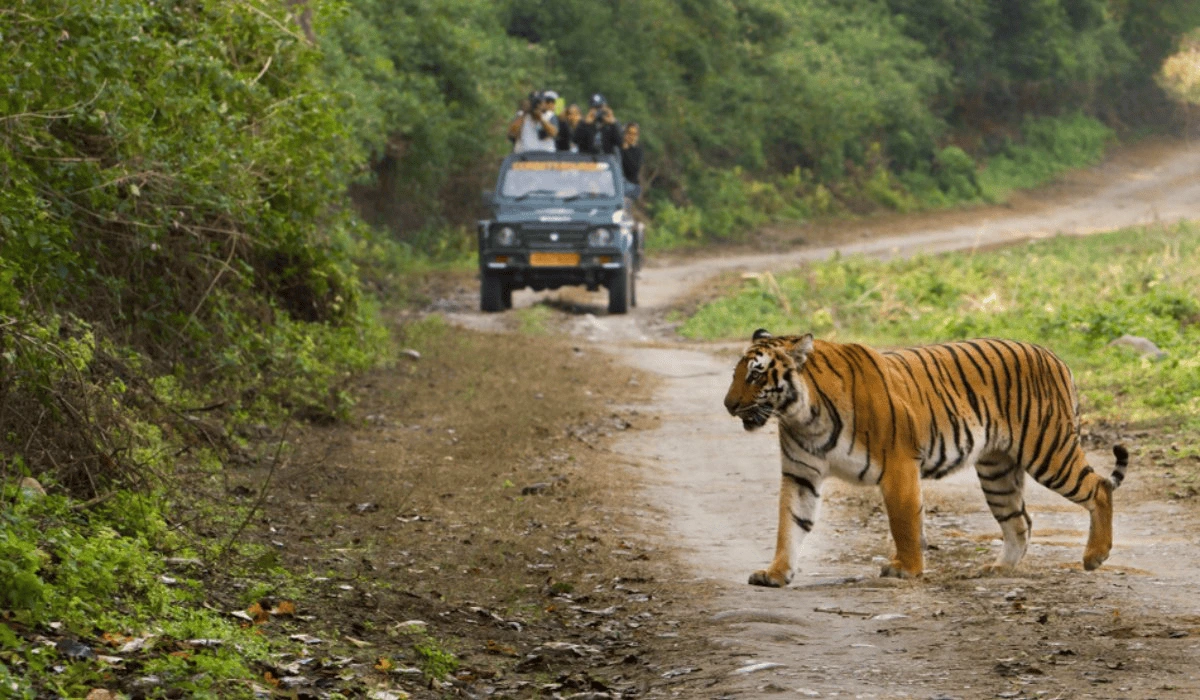 Top 12 Beautiful Hill Stations & Spiritual Destinations in Uttarakhand JIM CORBETT National Park a tiger walking on a dirt road with people in the background