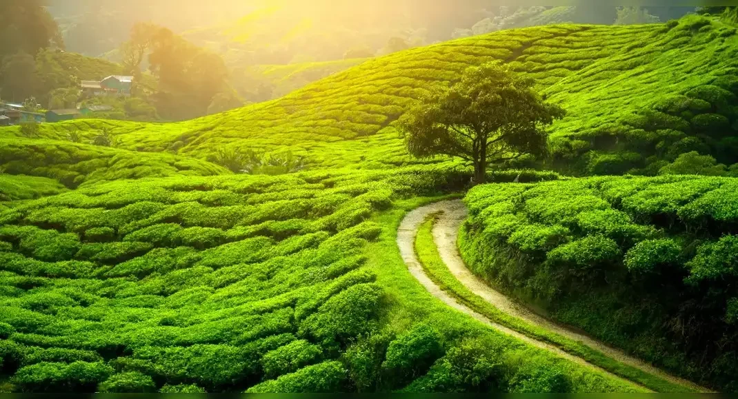 Top Tourist Places In Darjeeling: Travel Guide, Top Attractions, Travel Tips & How to Reach Tea garden in Darjeeling