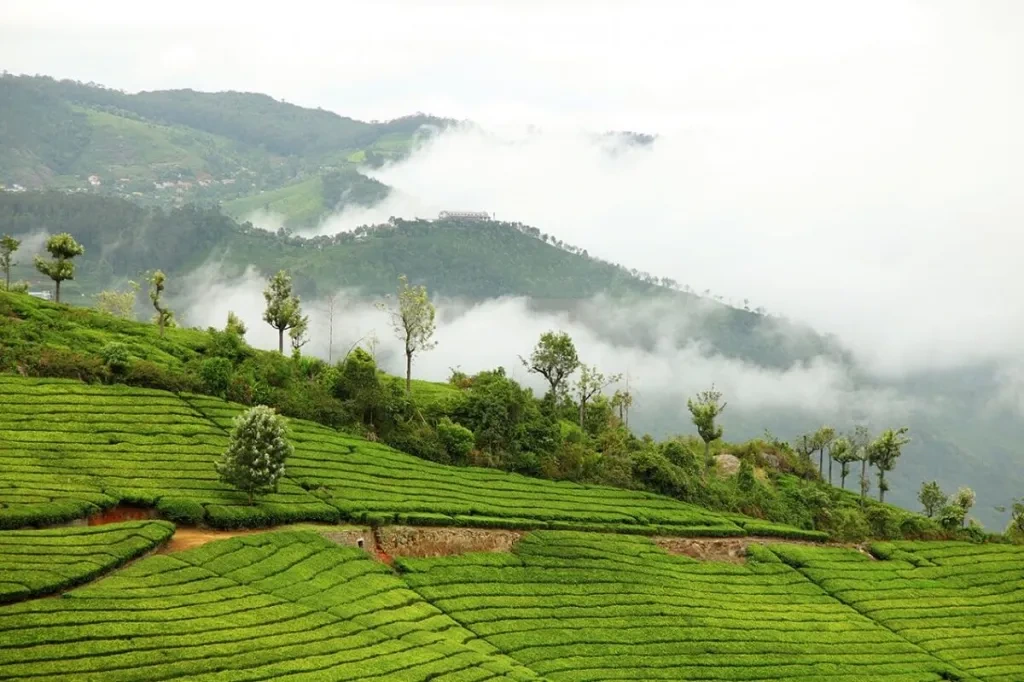 Top 10 Must-Visit Places in Ooty for Family & Couples: A Complete Travel Guide Coonoor Tea garden in Ooty