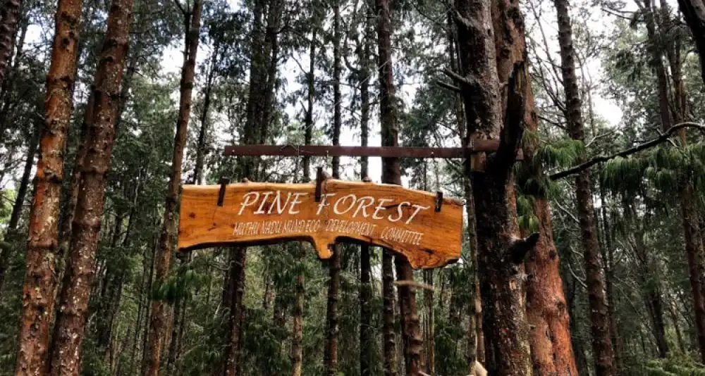 Top 10 Must-Visit Places in Ooty for Family & Couples: A Complete Travel Guide Pine forest in Ooty